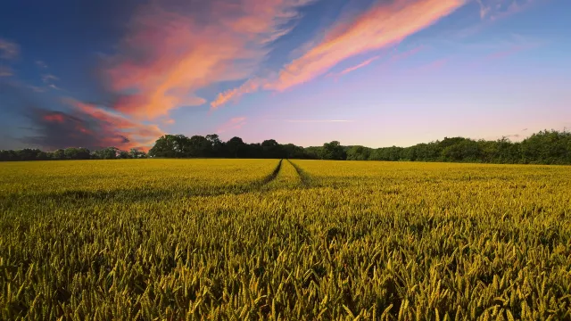 Feld_pixabay Feld_pixabay