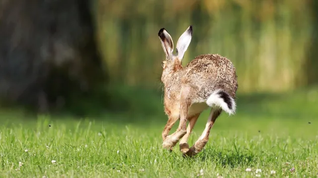 wfranz-field-hare-5311385_1920 (Foto: Franz W. from Pixabay) wfranz-field-hare-5311385_1920 (Foto: Franz W. from Pixabay)