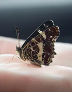 wini021-insect-7310563_1280 (Foto: pixabay) wini021-insect-7310563_1280 (Foto: pixabay)