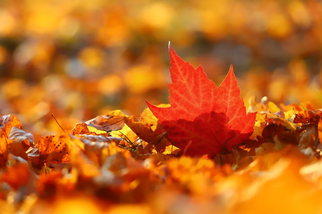 katerinavulcova-leaves-7597975 (Foto: Katerina Vulcova pixabay) katerinavulcova-leaves-7597975 (Foto: Katerina Vulcova pixabay)