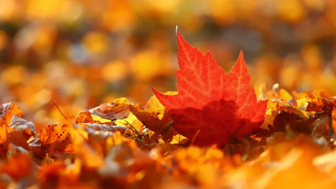 katerinavulcova-leaves-7597975 (Foto: Katerina Vulcova pixabay) katerinavulcova-leaves-7597975 (Foto: Katerina Vulcova pixabay)